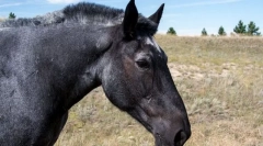Konj mustang